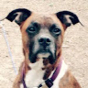 Meet your Posher, Jane